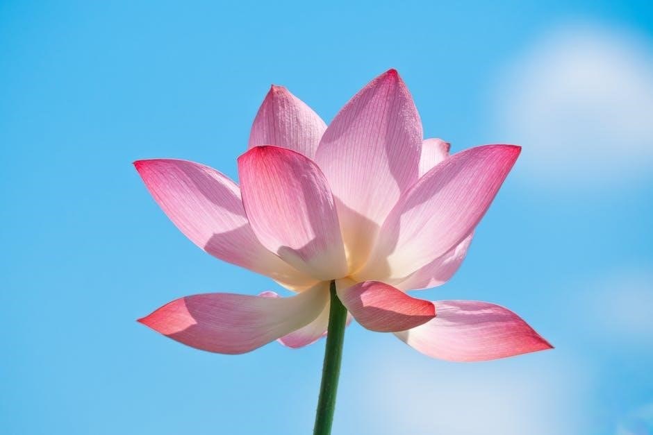 blue lily lily blue pdf