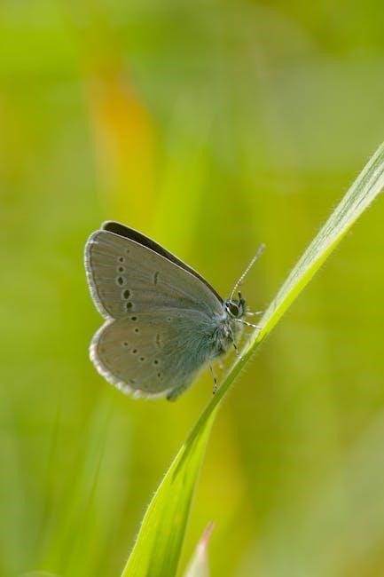pdf in the time of the butterflies