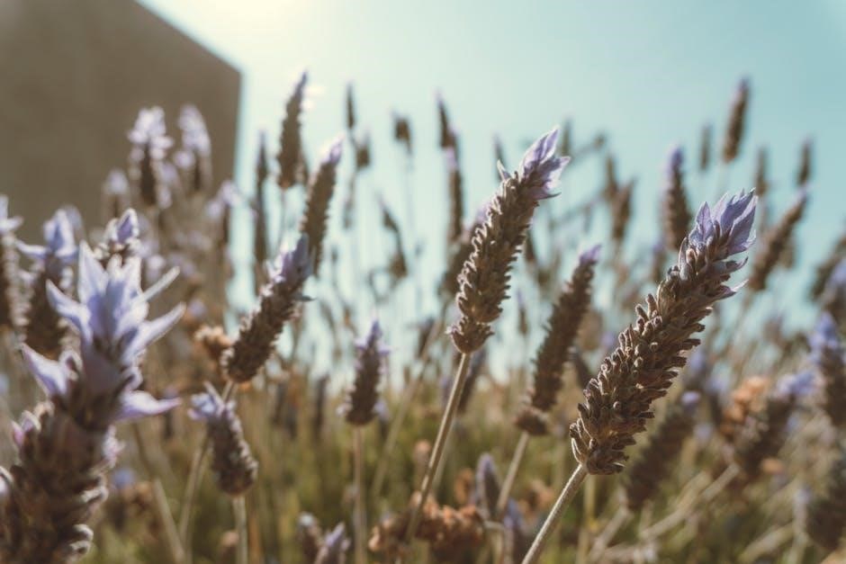 guide to aromatherapy oils